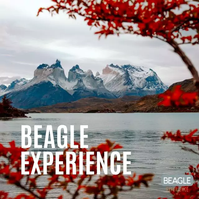 Beagle Experience