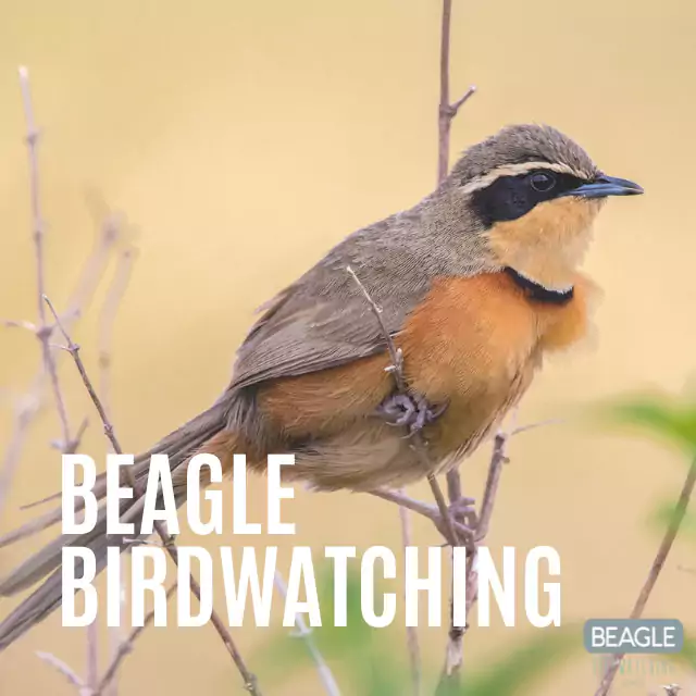 Beagle Birdwatching