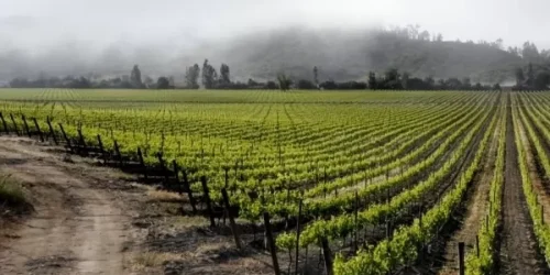 chile-wine-valley.webp