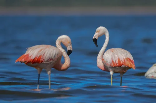 refresh-birding-01.webp