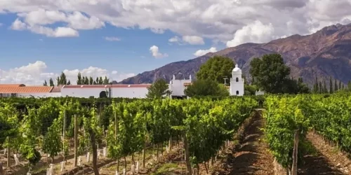 salta-cafayate-vineyard.webp