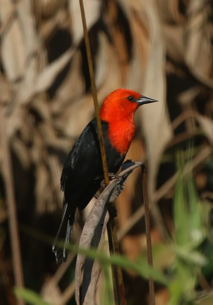 Bird Watching Trips & Tours | Beagle Birding International | Global Guided Tours & Travel