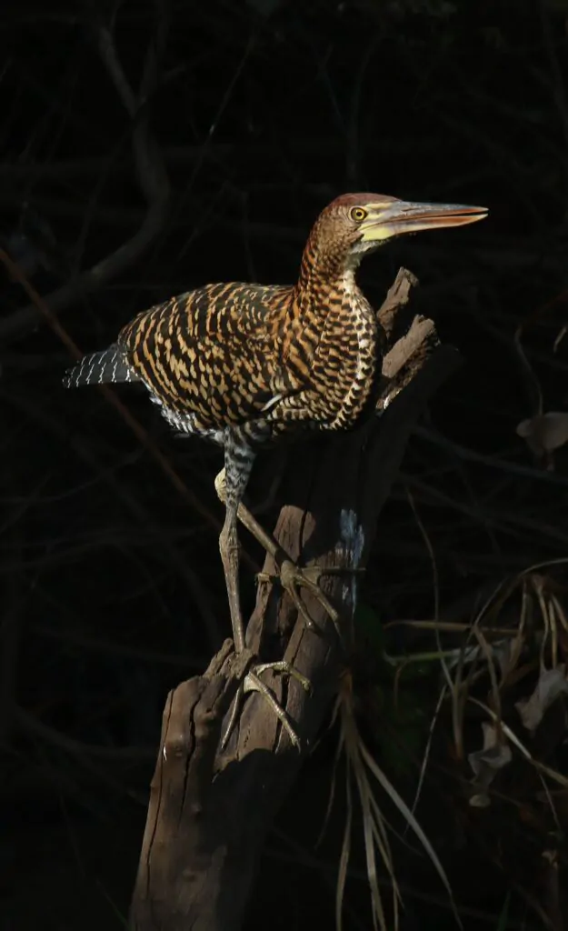 Bird Watching Trips & Tours | Beagle Birding International | Global Guided Tours & Travel