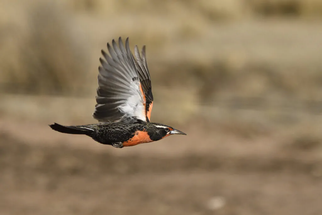 Bird Watching Trips & Tours | Beagle Birding International | Global Guided Tours & Travel