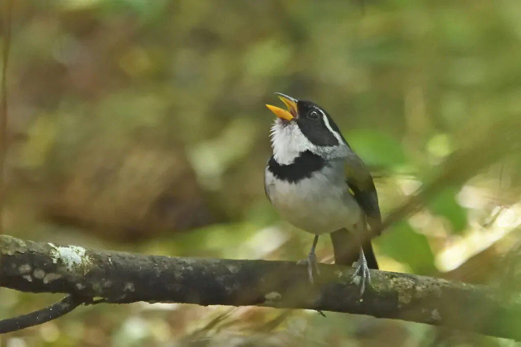 Bird Watching Trips | Beagle Birding International | Global Guided Tours & Travel