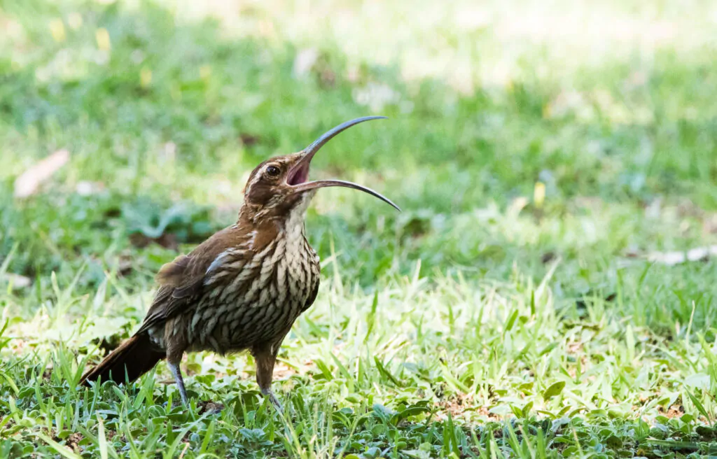 Bird Watching Trips | Beagle Birding International | Global Guided Tours & Travel
