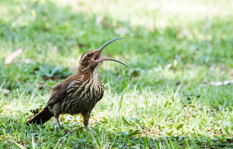 Bird Watching Trips | Beagle Birding International | Global Guided Tours & Travel