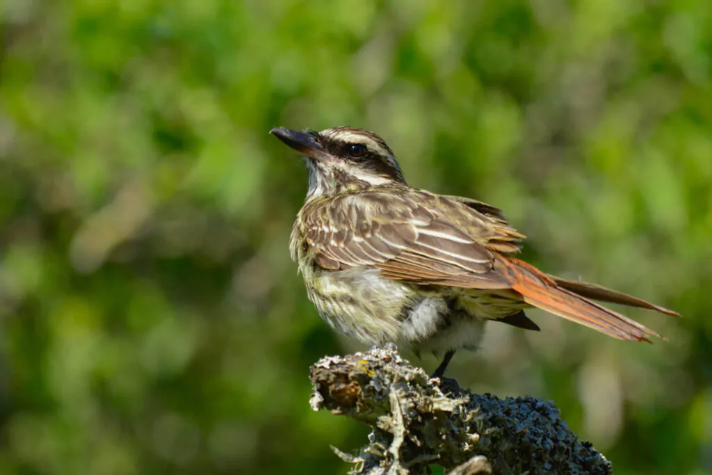 Bird Watching Trips & Tours | Beagle Birding International | Global Guided Tours & Travel